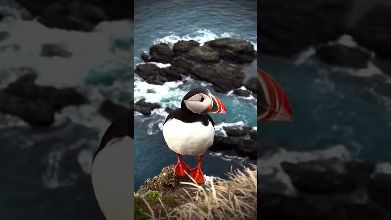 Атлантический пуффин в  Исландии 🇮🇸🐧
