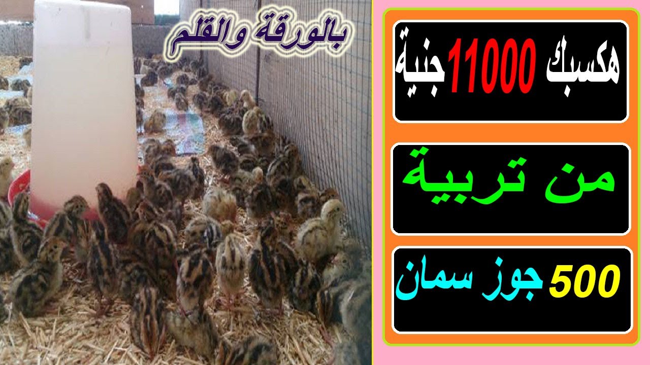 #مشروع_سمان /دراسة جدوي كاملة لتربية 500 جوز سمان وصافي ربح 11 الف جنية