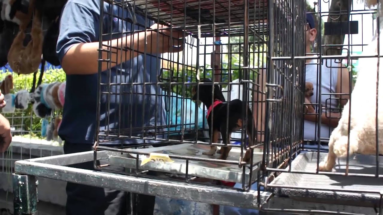 Venta de perros en el baratillo