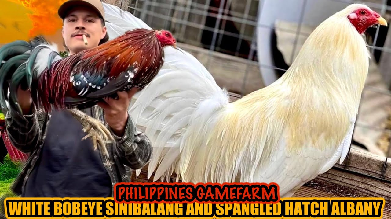 White Bobeye Sinibalang And Spangled Hatch Albany ~ PHILIPPINES GAMEFARM