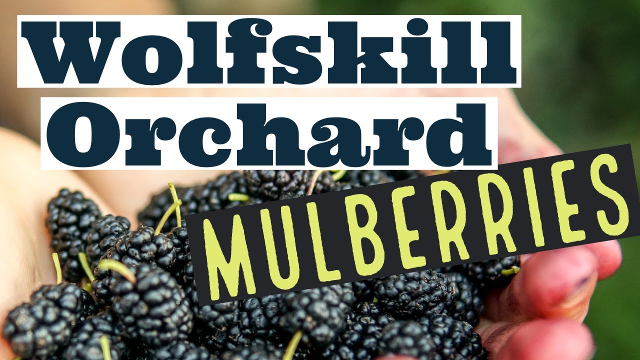 Mulberry Tasting @ WOLFSKILL EXPERIMENTAL ORCHARD
