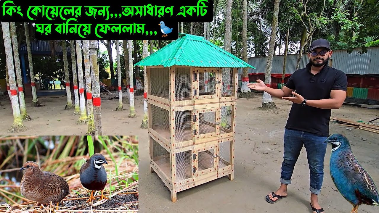 কিং কোয়েলের জন্য,,,অসাধারণ একটি ঘর বানিয়ে ফেললাম,,,🐦