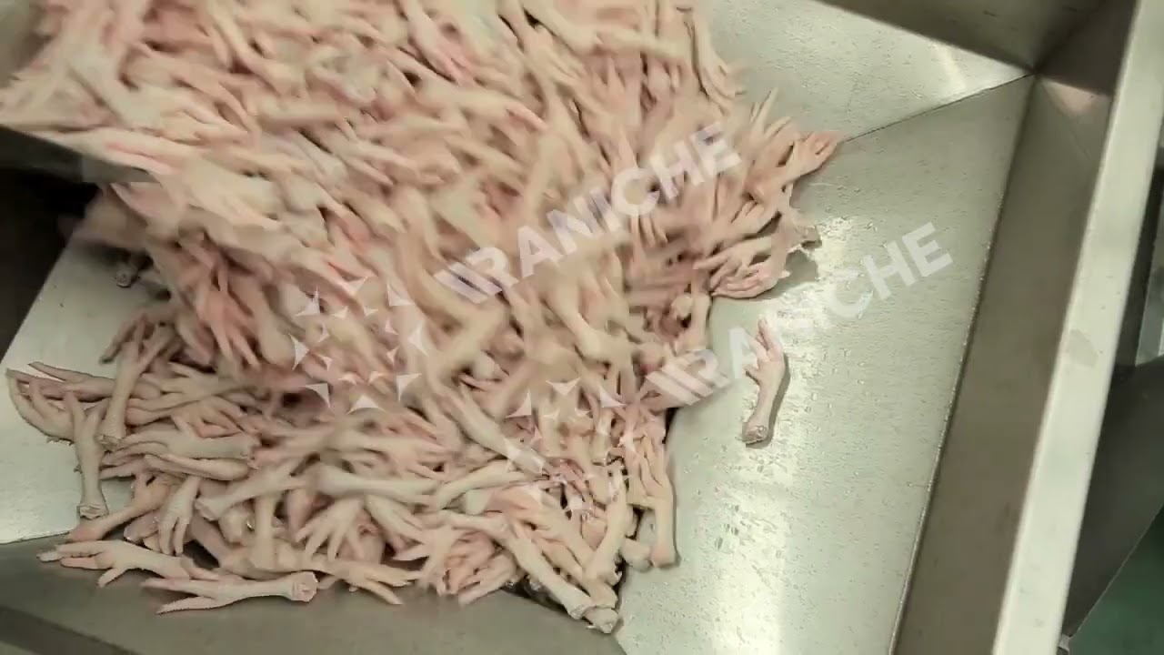 Chicken Feets Processing With a conveyor for cutting