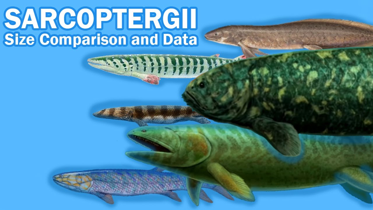 SARCOPTERYGII FISH : Size Comparison and Data (The so call 