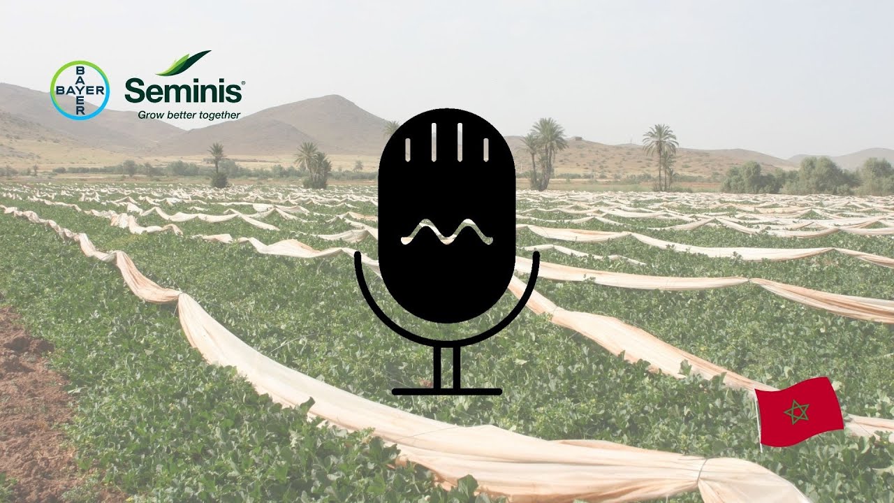 Melon : Bilan de la saison au Maroc