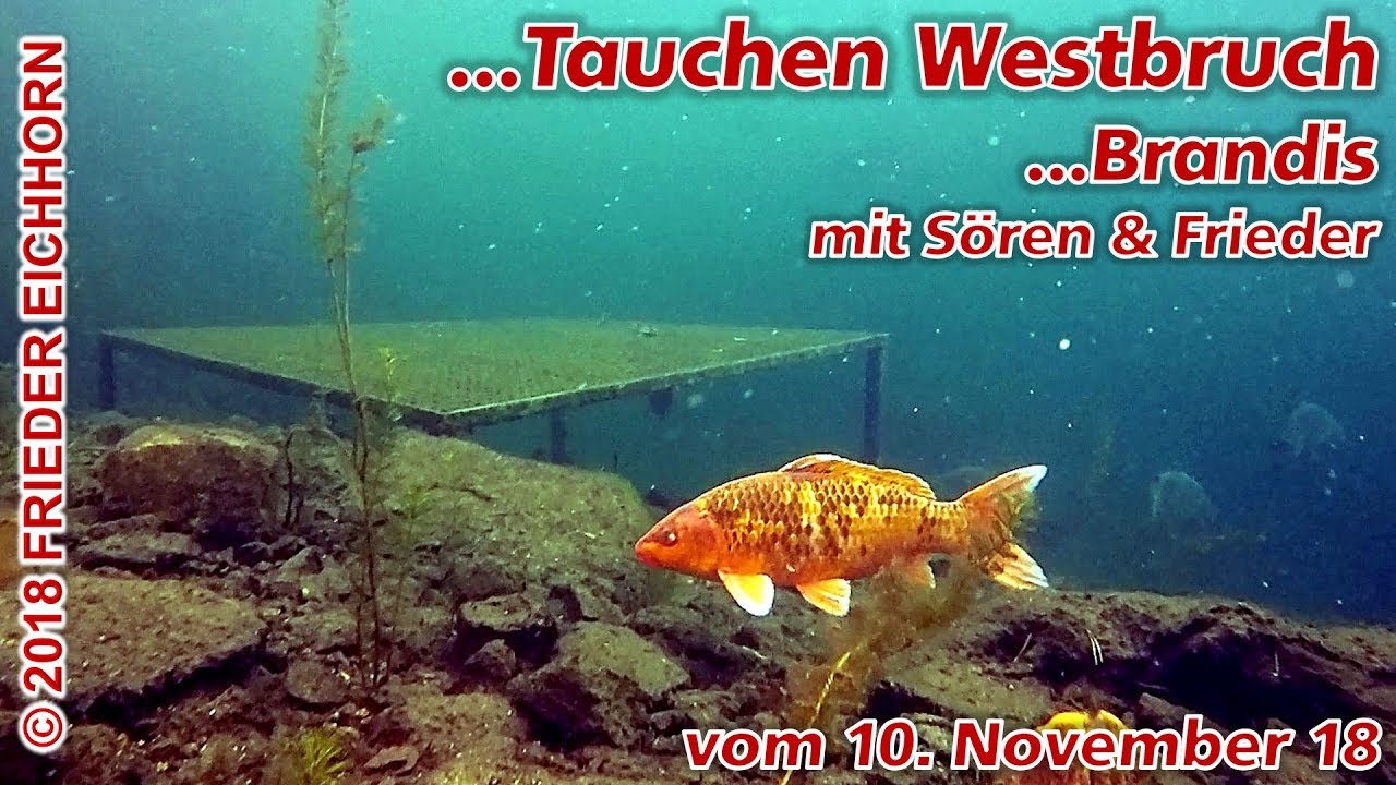 Tauchen Westbruch, Brandis vom 11. November 18...