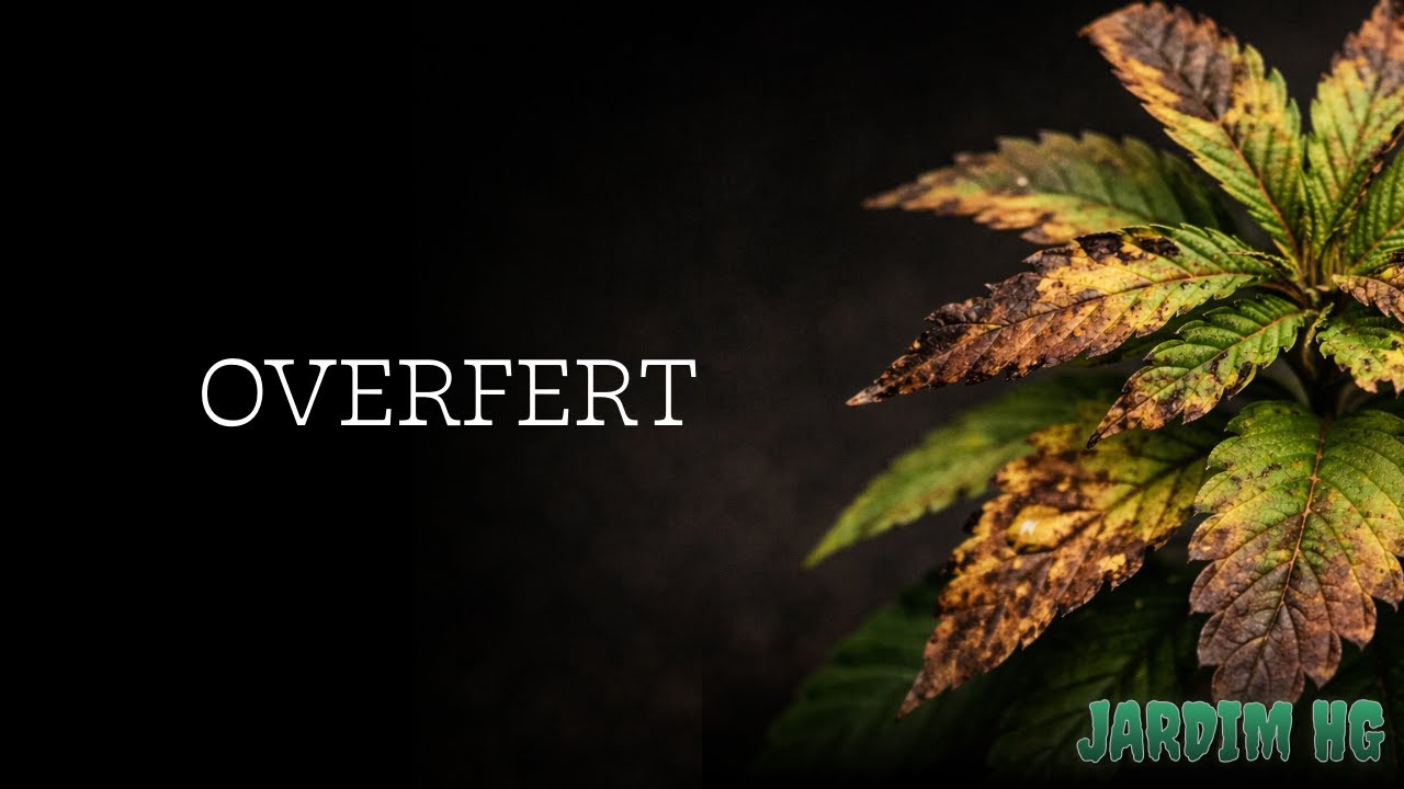 Overfert: como lidar em solo org&acirc;nico e inerte