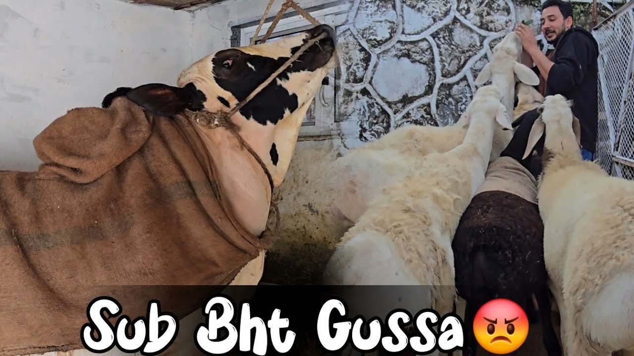 10 din Vlogs kyun nai ae? - Sub janwar mujhy dekh k ghussa ho gae - JNTV Vlogs