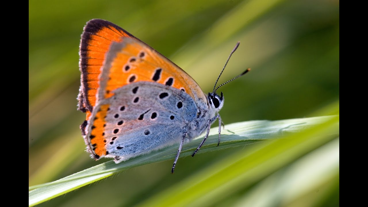Achter de schermen bij Holland - Natuur in de Delta (65 min)