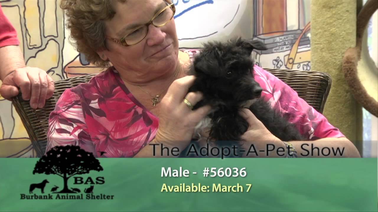 Adopt A Pet - March 8, 2014