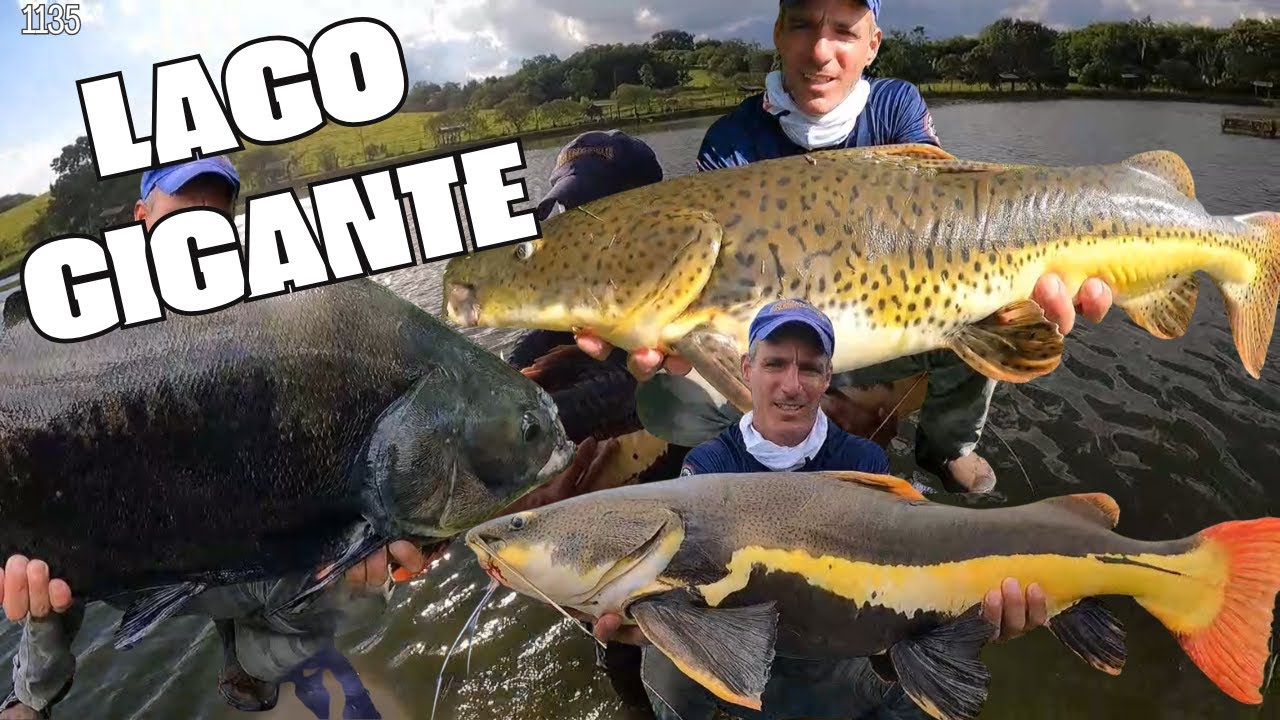 UM LAGO GIGANTE LOTADO DE PIRARARAS EM SP  - FISHINGTUR 1035