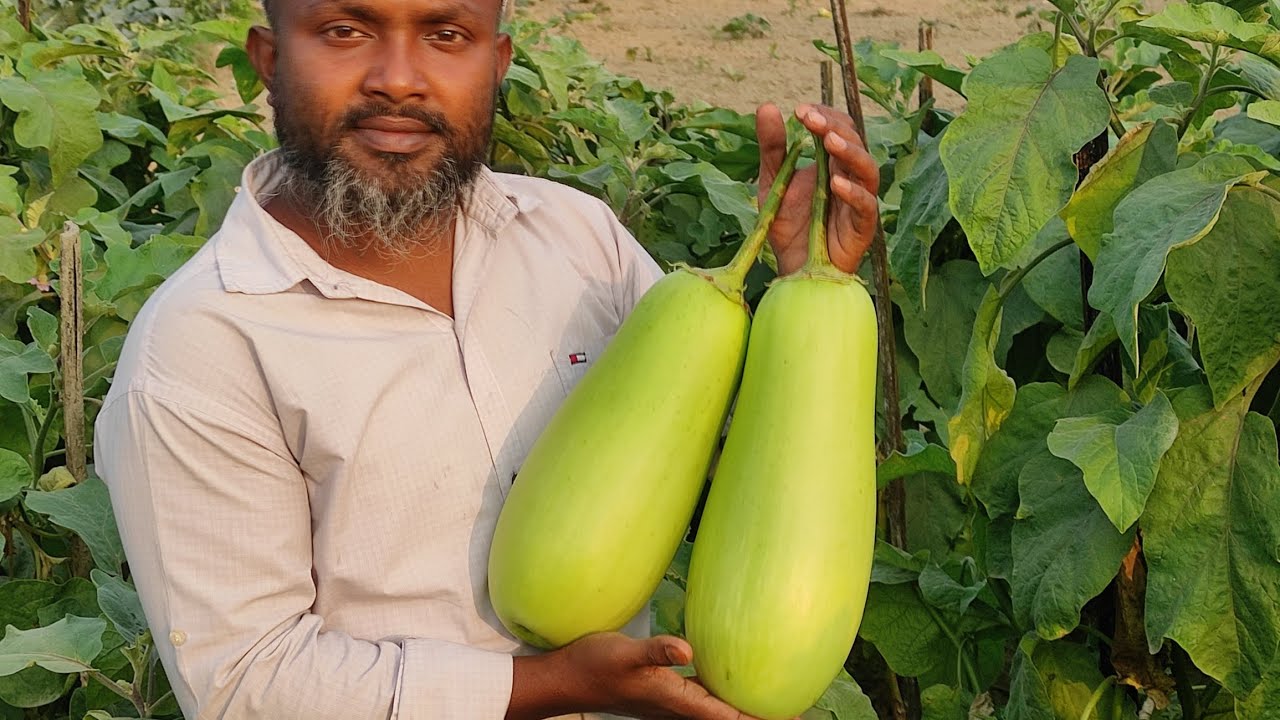 লাও বেগুন , বারি বেগুন ১২, চাষ পদ্ধতি,উচ্চ ফলনশীল