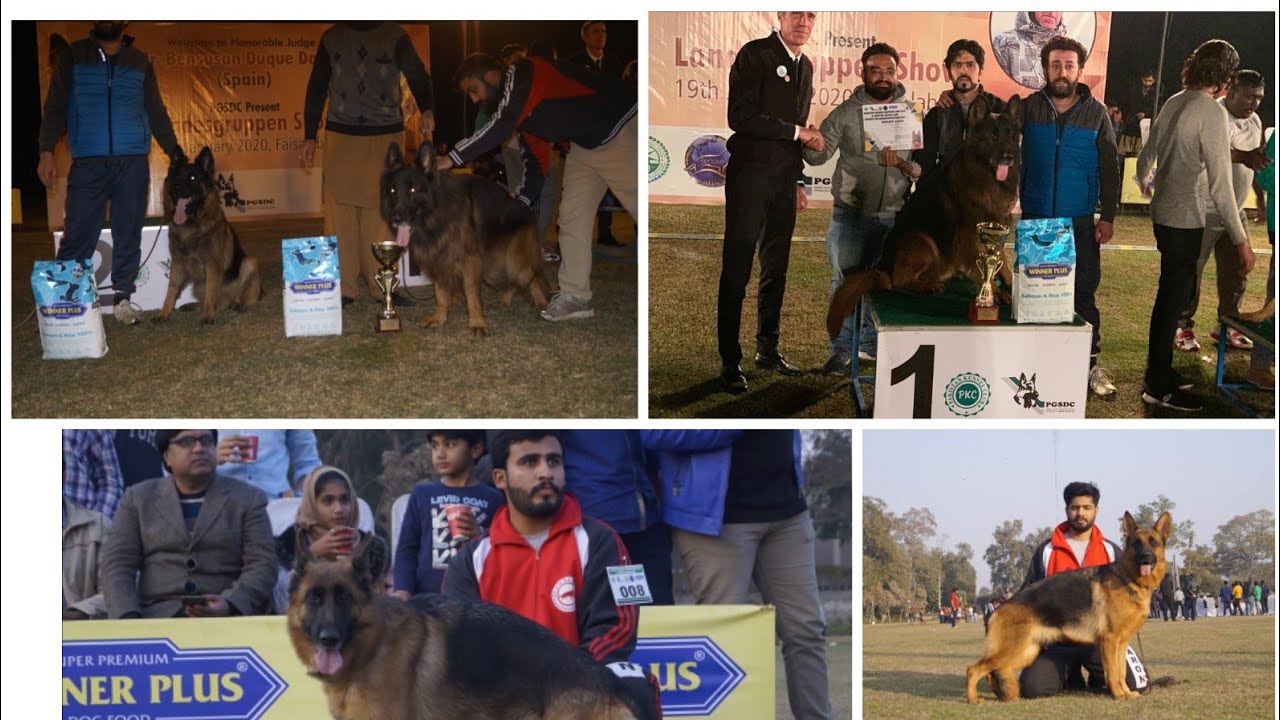 Faisalabad Dog show 19 1 2020 My  German shepherds got 1st an.2nd positon  @Punjabpets