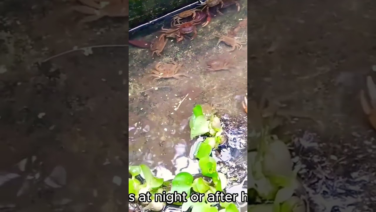 The Secret Goldmine in Your Backyard: Freshwater Crab Farming Revolution!
