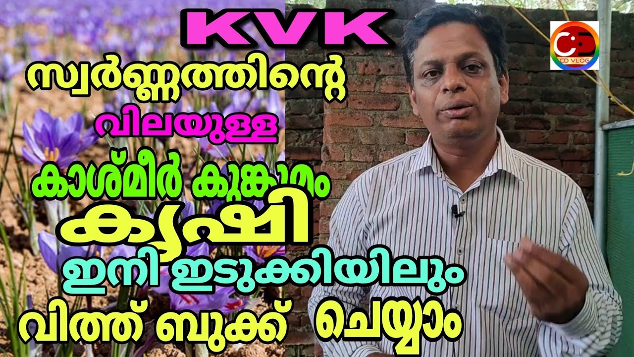 സ്വർണ്ണത്തിൻ്റെ വിലയുള്ള കാശ്മീർ കുങ്കുമം കൃഷി ഇനി ഇടുക്കിയിലും/ KVK യുടെ പരീക്ഷണം വിജയം/ #cdvlog
