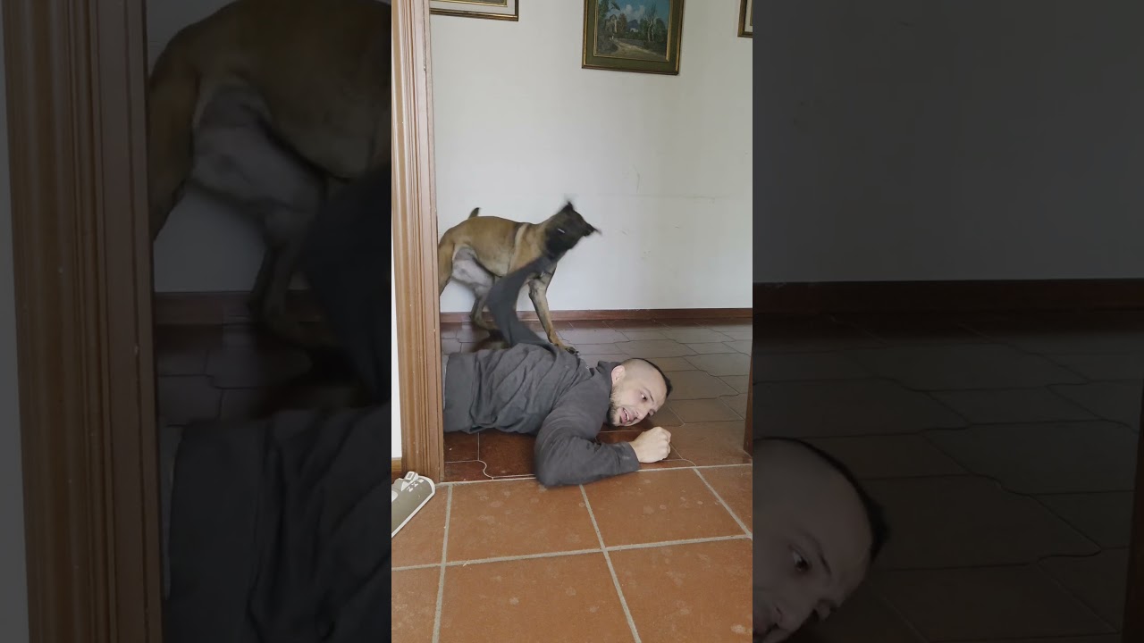 sii come loro #elliedog #malinois