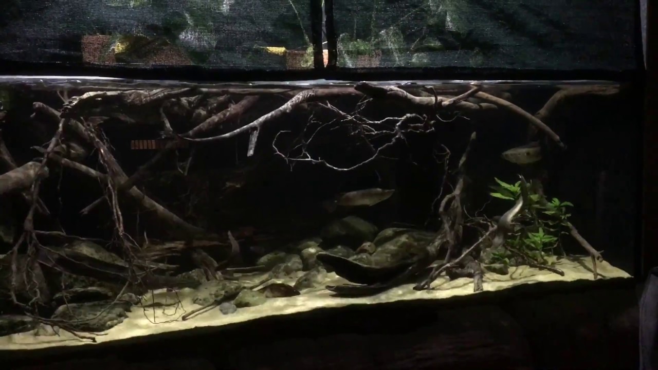 How to Set Up a big Biotope Aquarium