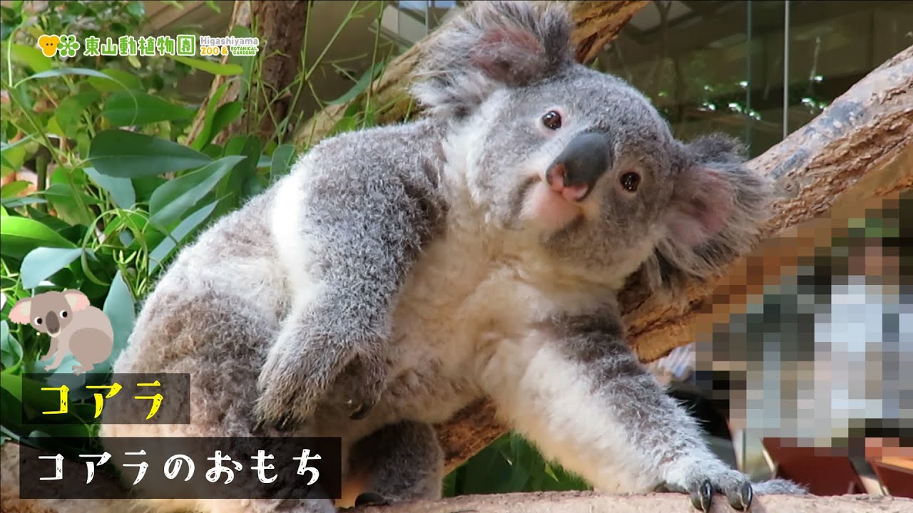 【東山動植物園公式】コアラのおもち《 コアラ 》