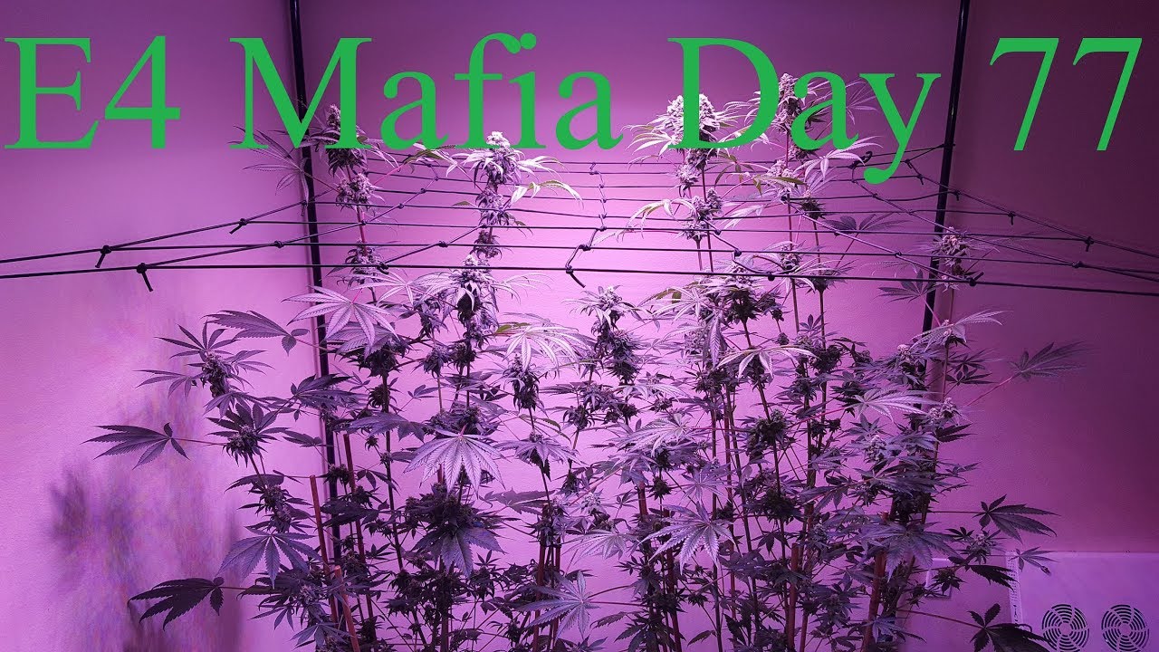 Calivetgrown E4 Mafia Grow Day 77