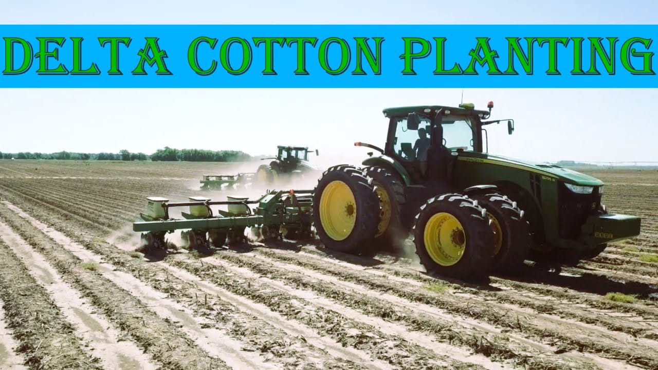 MISSISSIPPI DELTA COTTON