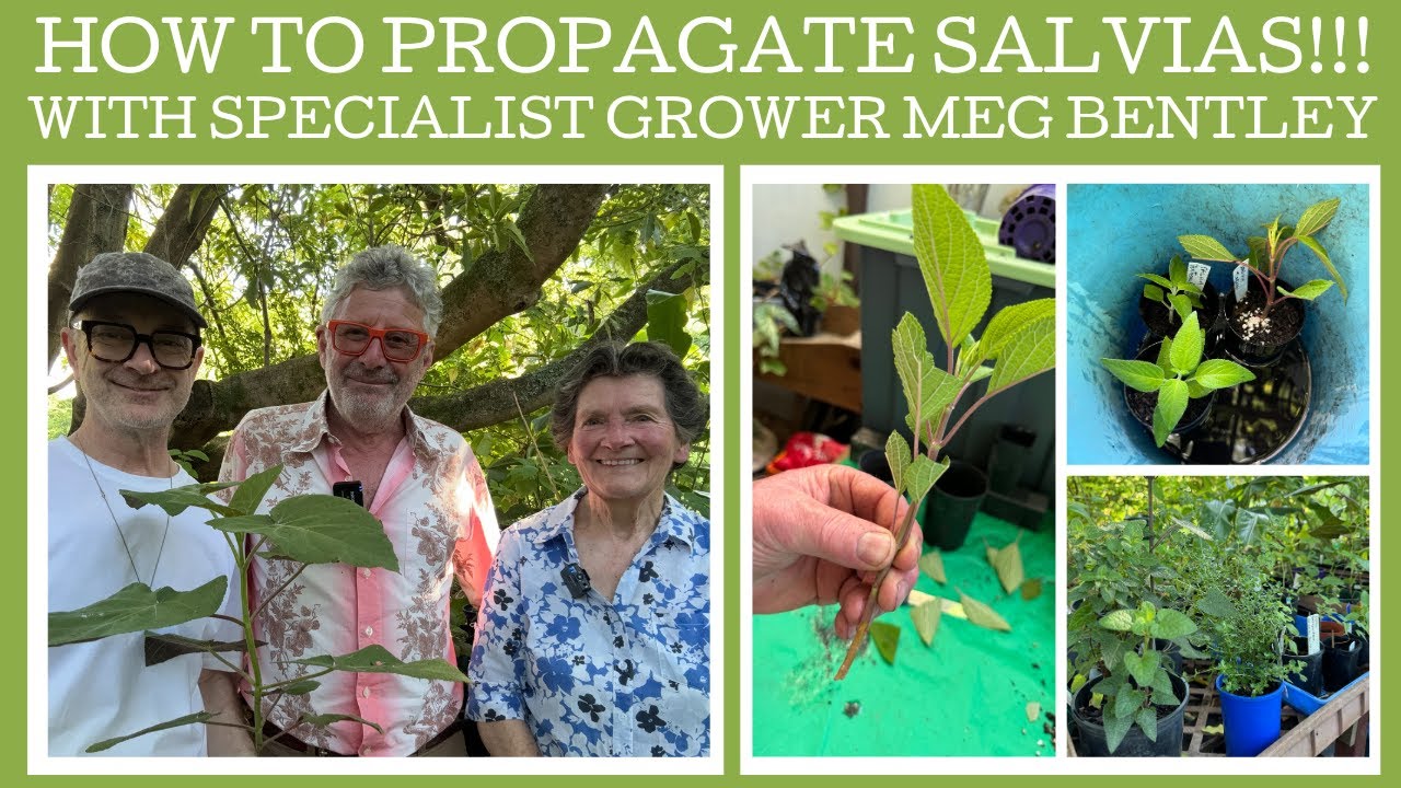 How to propagate Salvias with specialist grower meg Bentley!