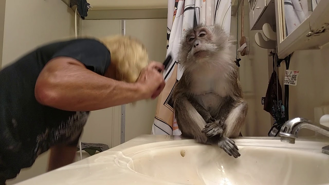 Monkey tells her human to brush her teeth