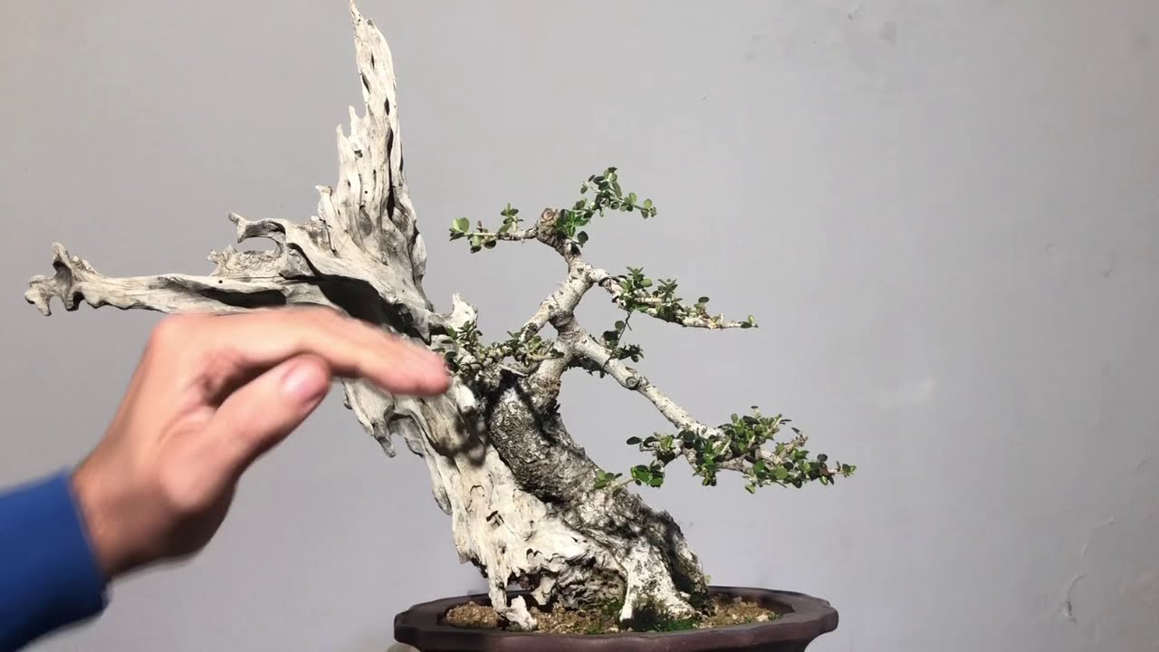 Seleccionando brotes en Bonsai de acebuche