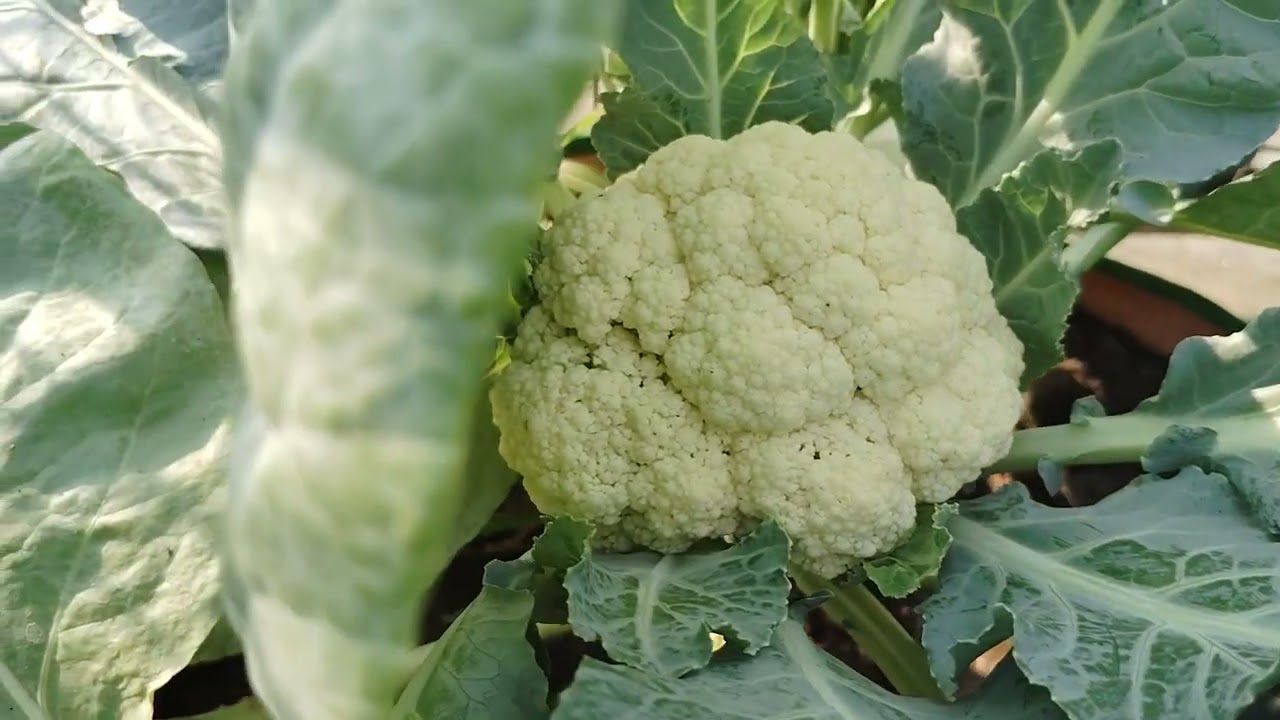 गोभी में कौन सा फर्टिलाइजर डालना चाहिए 🥦🥦🥦🥦 गोभी जब तैयार हो जाए तो क्या करना चाहिए 🥦🥦🥦🥦🥦🥦