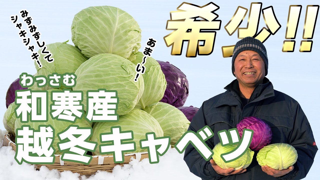 【希少な越冬キャベツ】みずみずしくてシャキシャキしたあまい北海道の越冬野菜 越冬キャベツのご紹介
