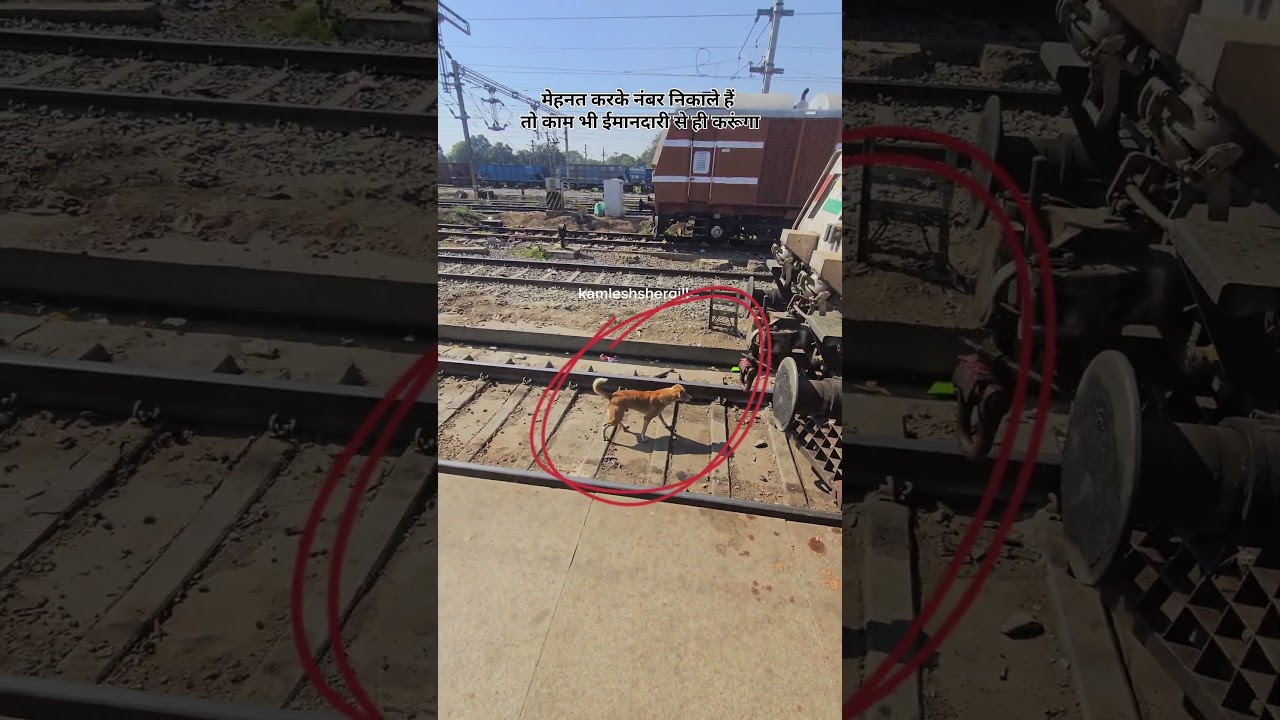Dog is powerful....... #kamleshshergill #railtrack #railway #railwaycontent #train #indianrailways