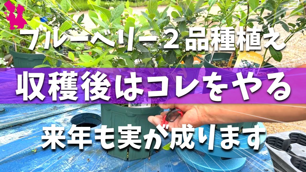 【２品種植え】鉢植えブルーベリー収穫後の管理は必ずこれをやる！
