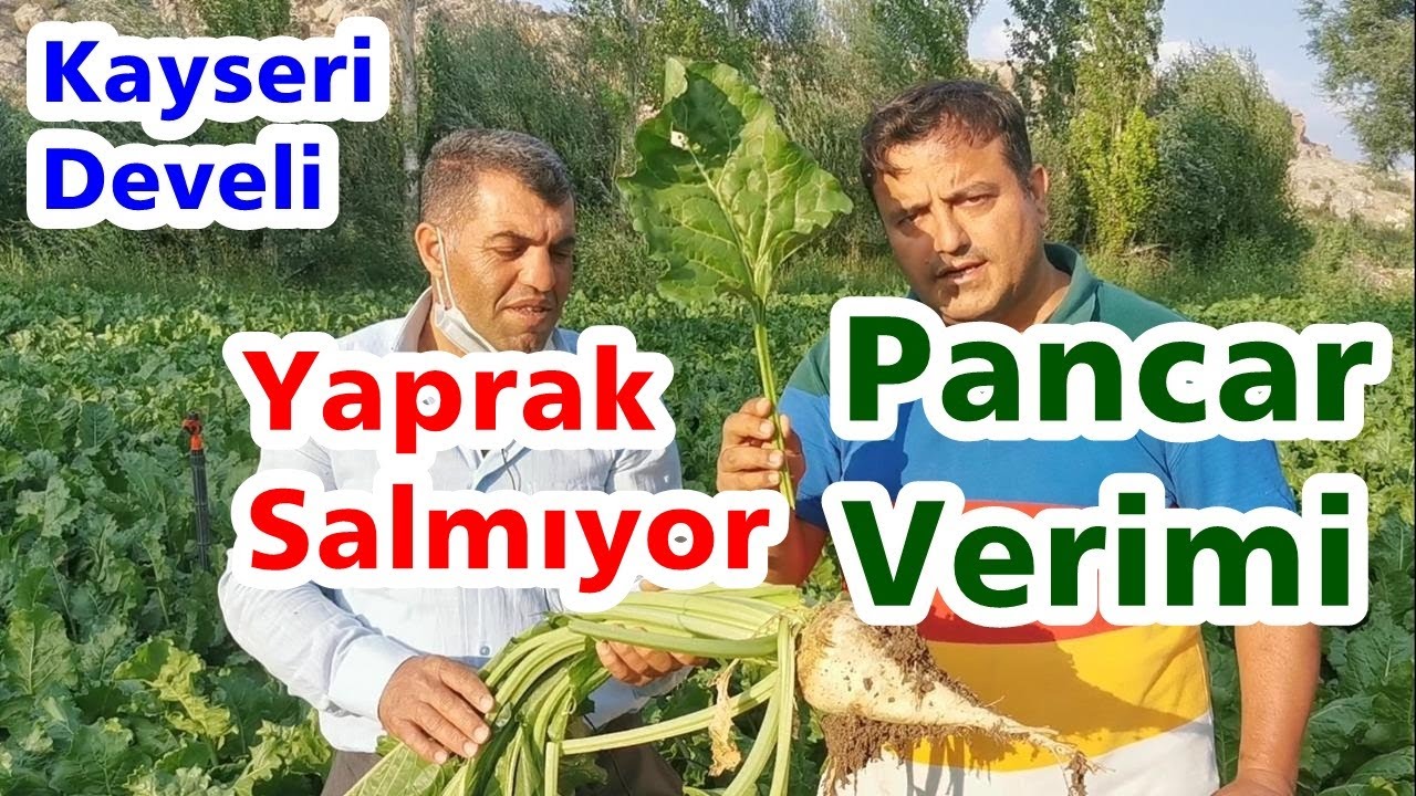 Kayseri - Verimsiz Şeker Pancarı Tarlasında Toprak Islahı ve Yaprak Gübresinin Verime Yüksek Etkisi