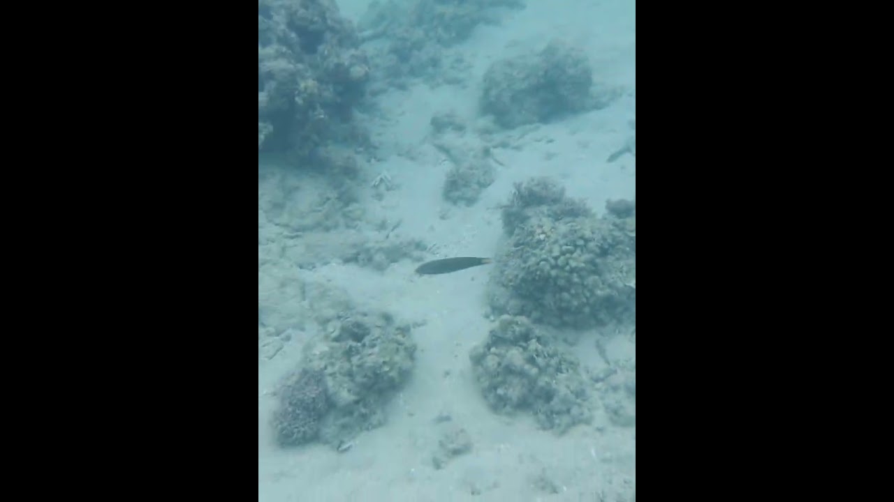 Underwater Ta&ntilde;on Strait Malabuyoc Cebu