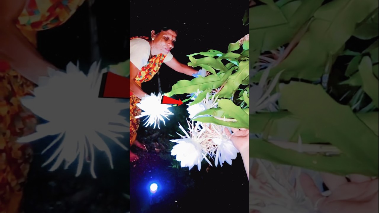 Miracle Brahma Kamal Blooming from Leaf #shortsvideo