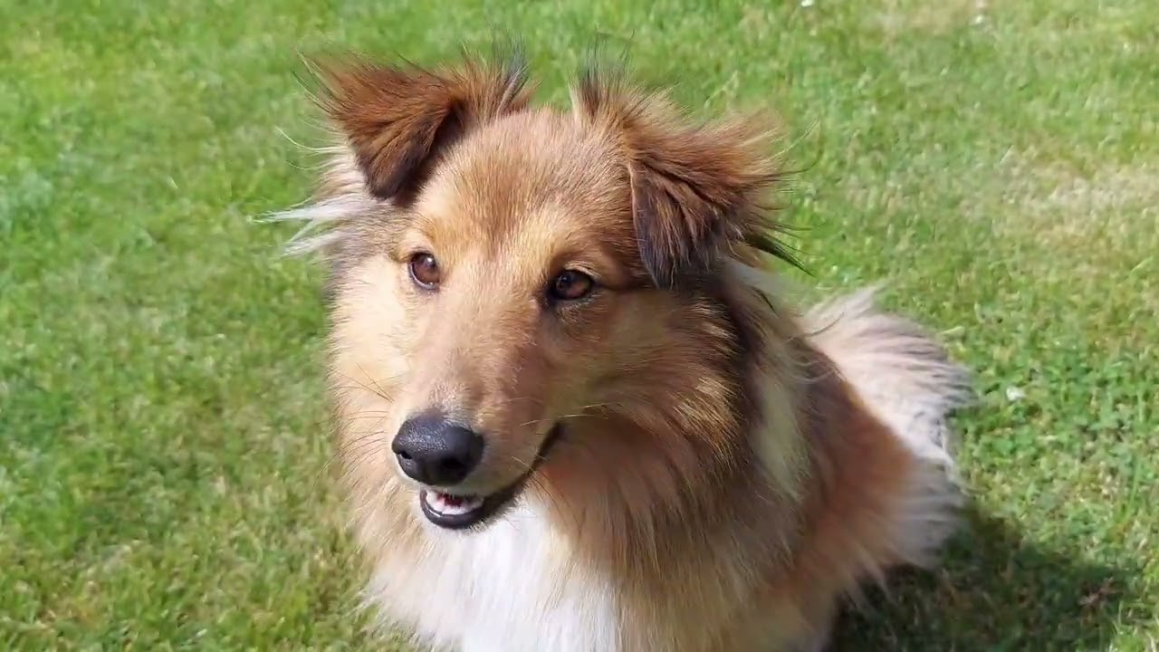 Sheltie Evoli - Unser Sommer
