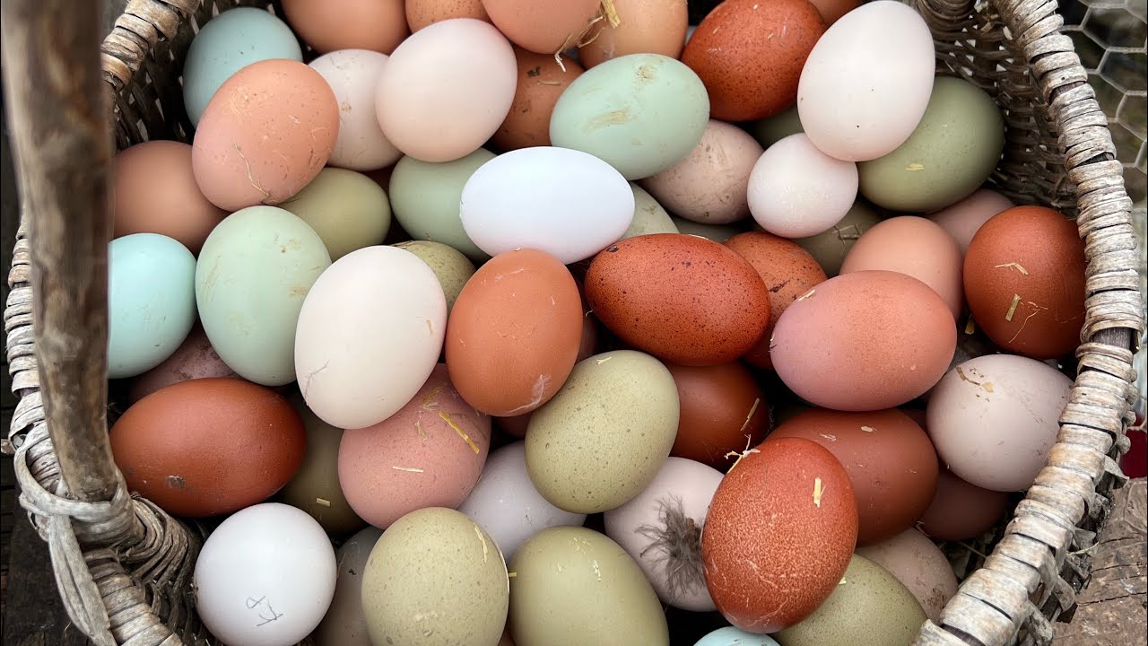 Današnji ulov 🥚💚🤍🩵