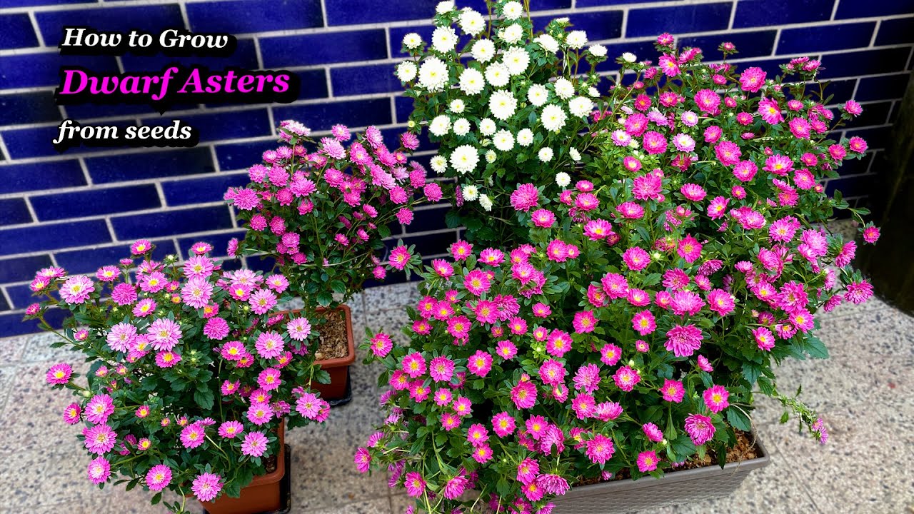 Growing Asters from Seeds - Step by Step (Containers & Pots & Planters)