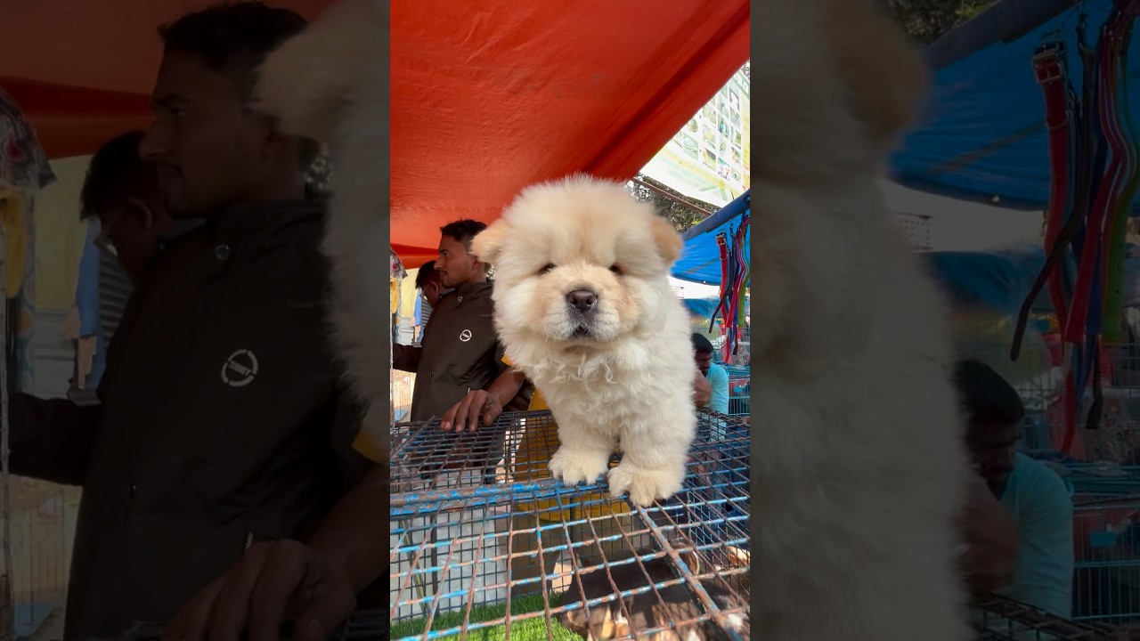 Chaw chaw dog in Kolkata 