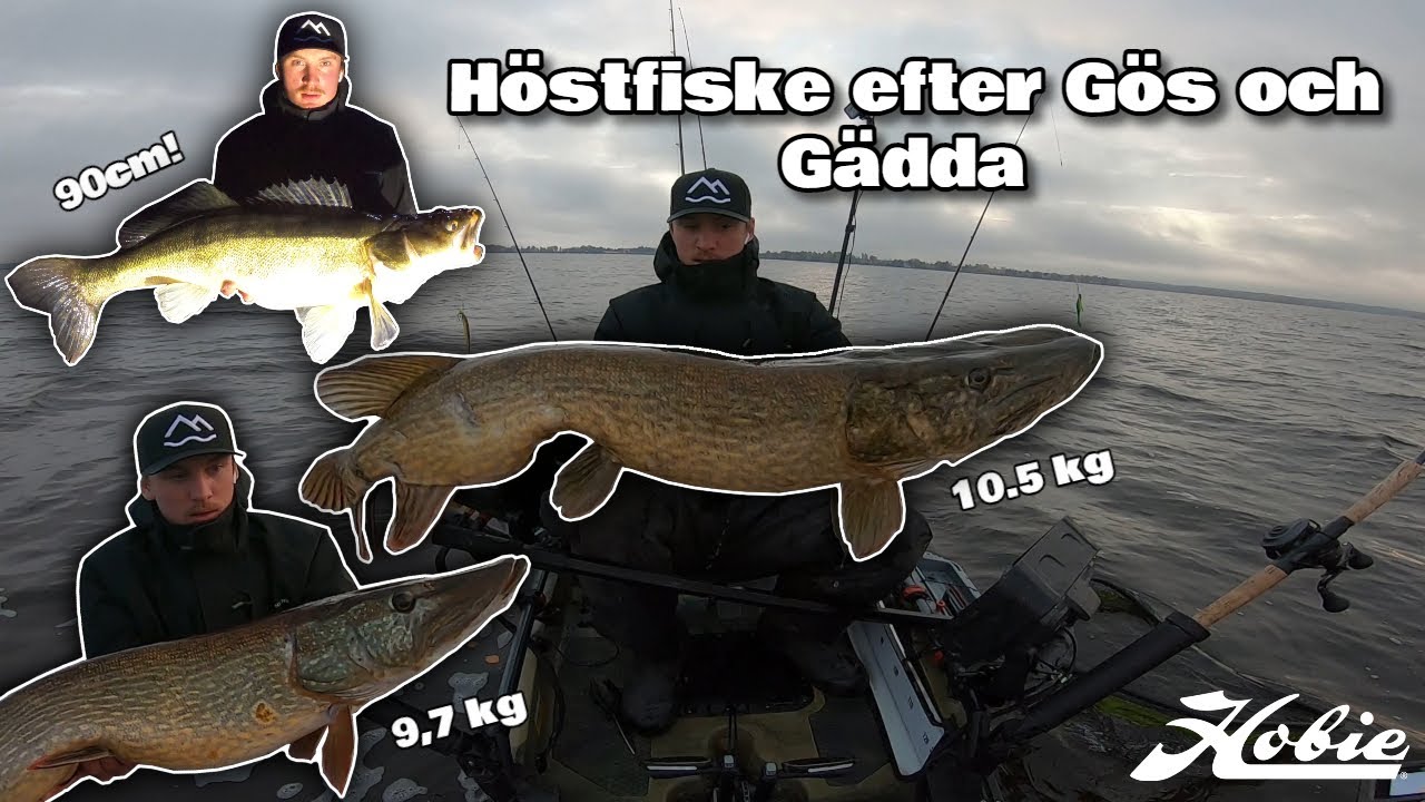 Gädda över 10 kg och Stor Gös: Höstfiske i Full Fart!