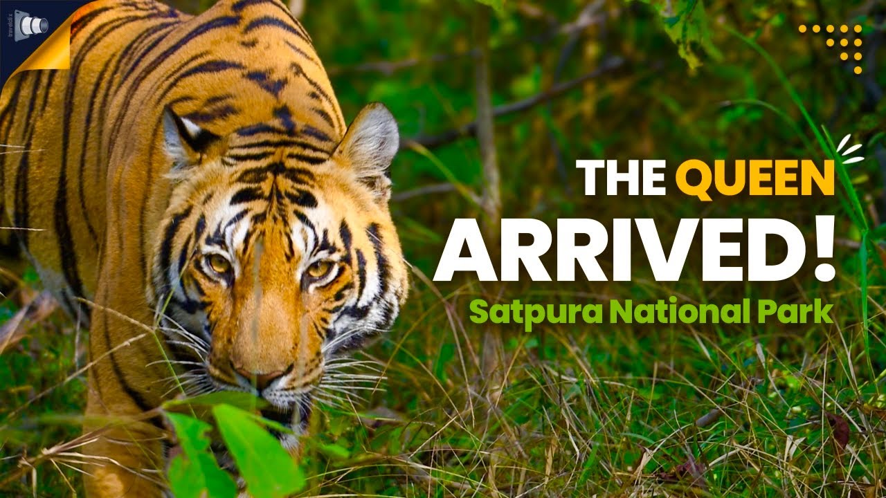 Ep-6 Panoramic Sonbhadra View Point & Young tigress on road in Satpura national park