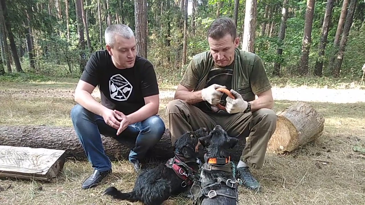 Ягдтерьеры. Общение с заводчиком.