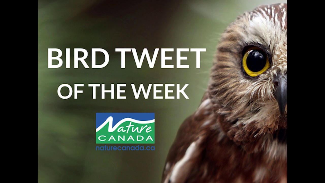 American Tree Sparrow - Bird Tweet of the Week