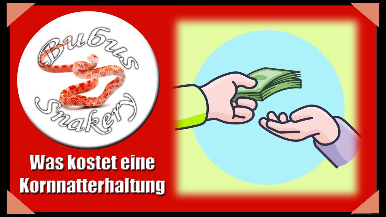 Kosten für Anschaffung und Unterhalt einer Kornnatter