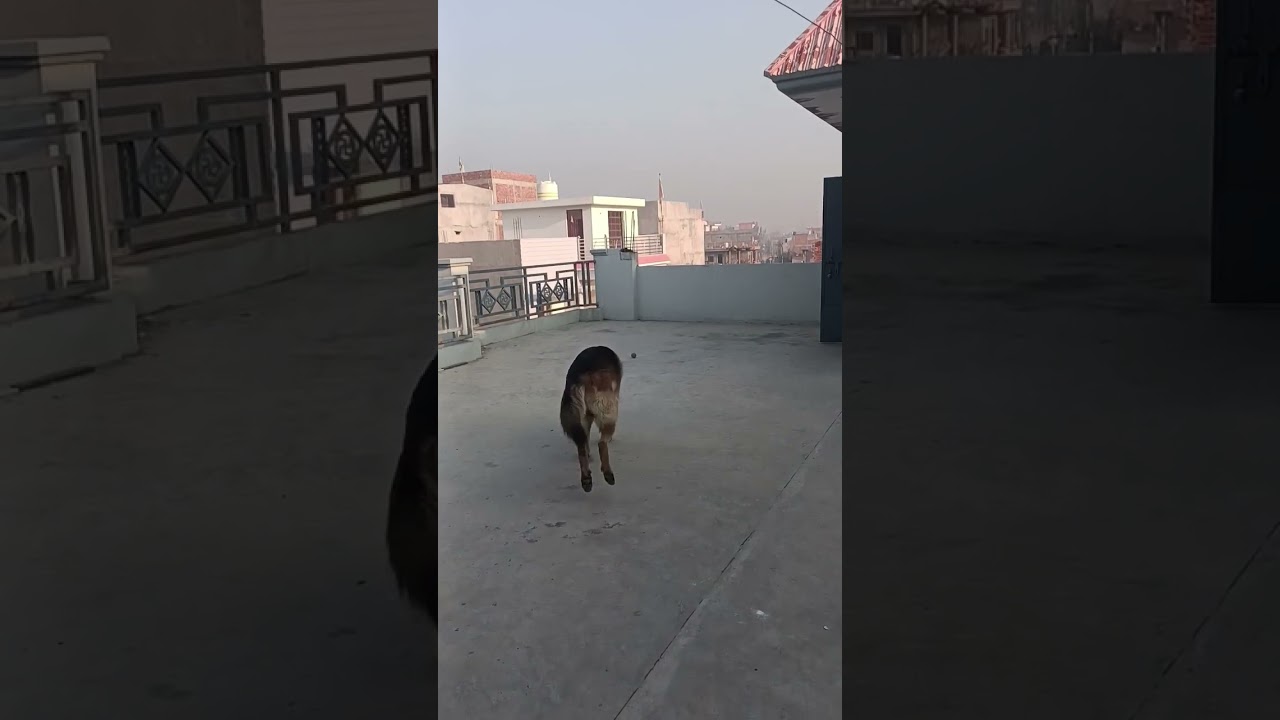 Let's play fetch boy | German Shepherd Dog