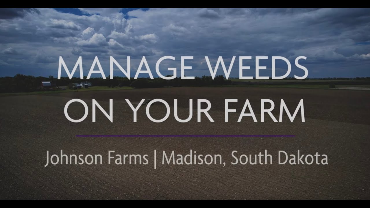Manage Weeds on Your Farm Johnson Farms, Madison, SD
