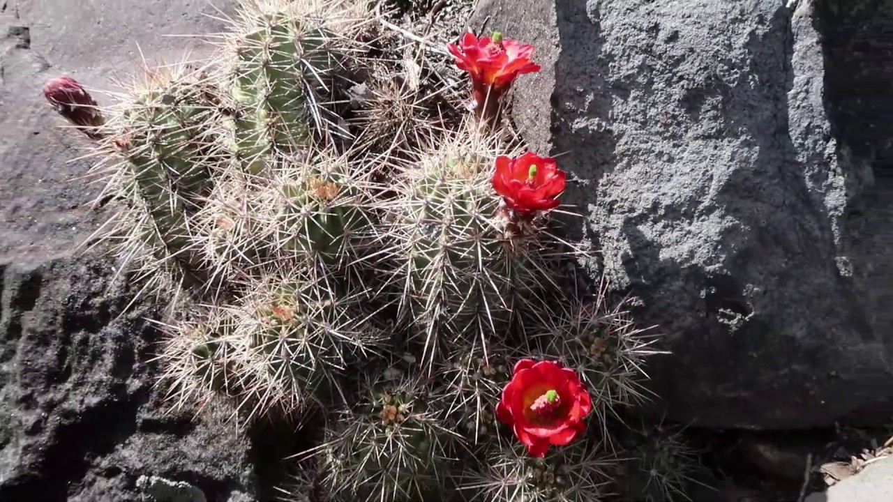 OHV Ride Through the Northern/Central Arizona Landscape: Meadows, Cliffy Cliffs, Secret Indian Ruins