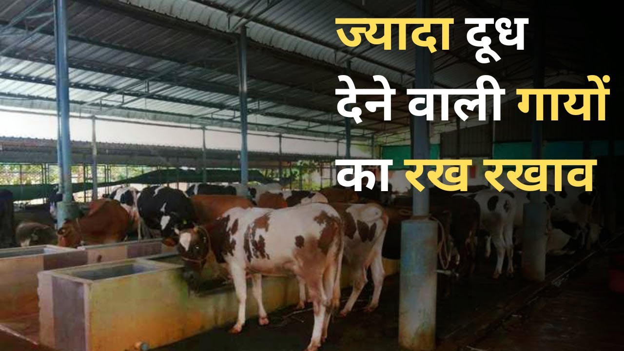ज्यादा दूध देने वाली गायों का रख रखाव। How to Keep High MILK Producing Cows