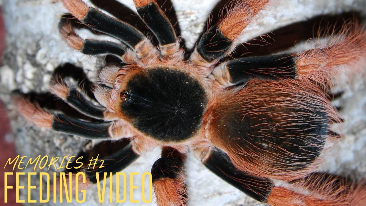 Feeding video - Wspomnienia #2 [4k]