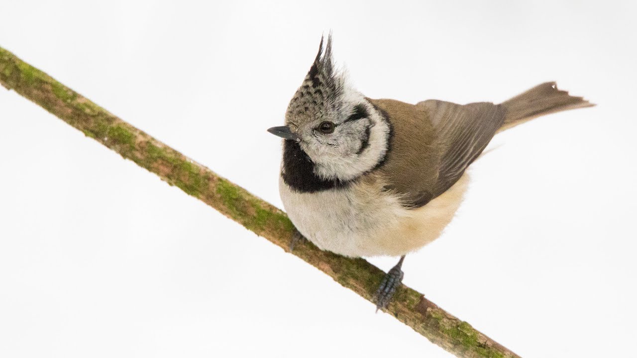 Как привлечь гренадёрку?