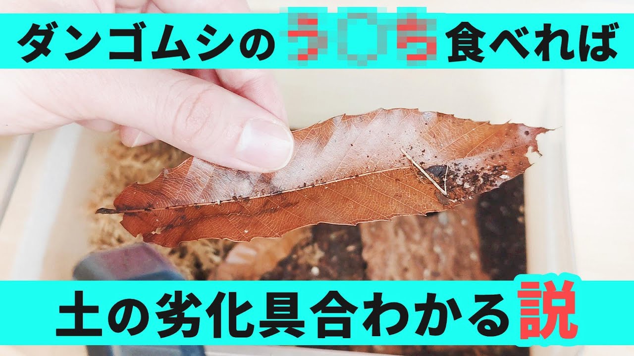 ダンゴムシのう○こを食べて土の劣化を見極めたい【知的好奇心】